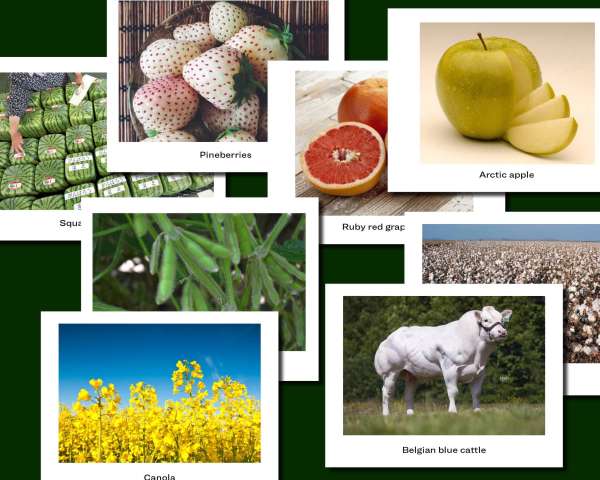 GMOs: What do you know? Breakout