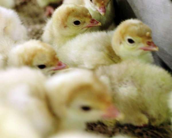 Breeding the best flock