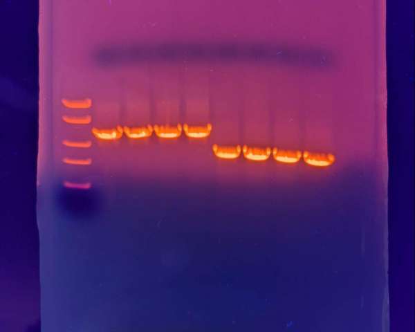 Gel electrophoresis