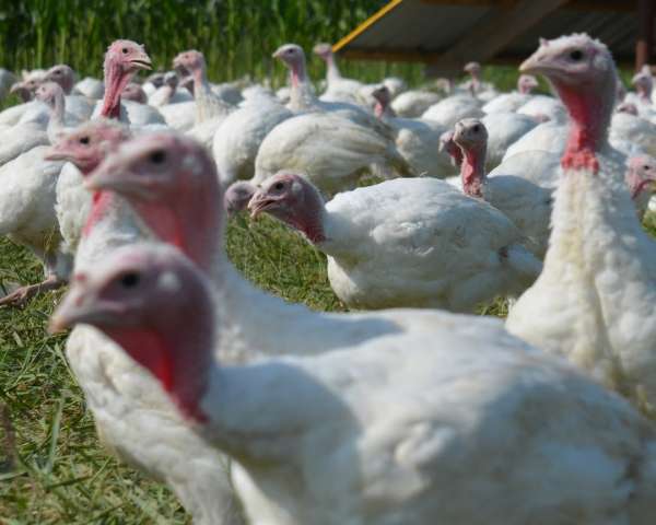 A turkey’s best life