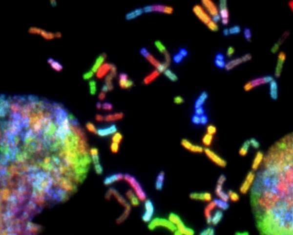 What do you know about GMOs?