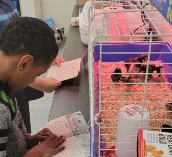 21st century ChickQuest learning