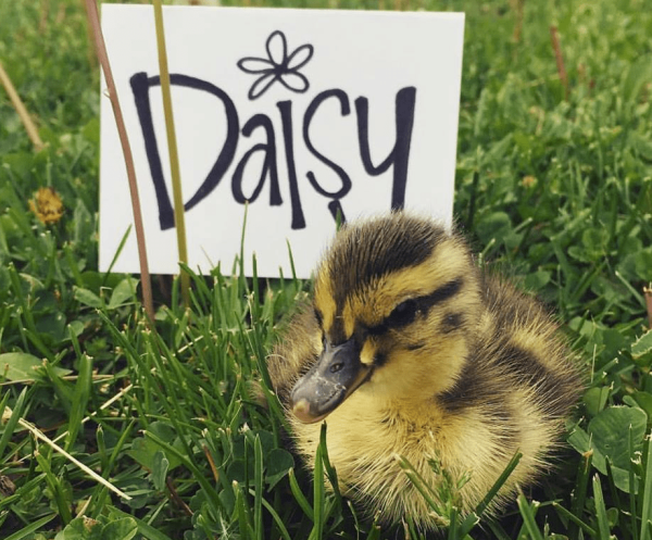 A chance to try DuckQuest!