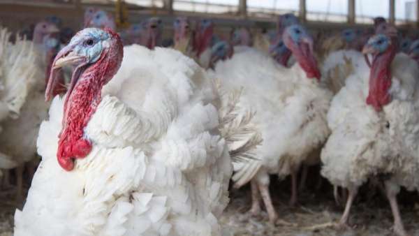 A Turkey’s Best Life Ever!