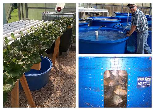 Aquaponics program in VA helps fight food desert