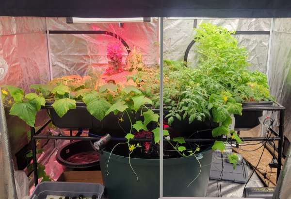 Aquaponics update #1