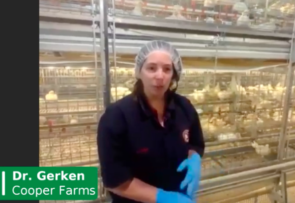 Biosecurity measures to protect poultry