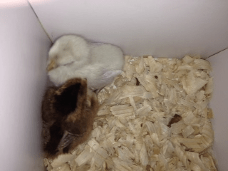 “Chick experts” share knowledge with others