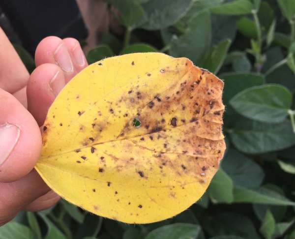 Down on the farm with extern Patty Hanna