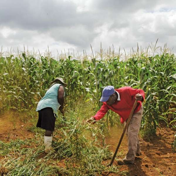 Easy, Fast, Efficient Technique for Rewriting Plant Genome