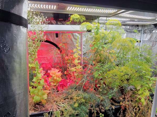 Aquaponics update #3: Farming fish