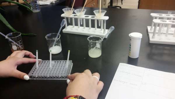 Let’s test a potato chip!