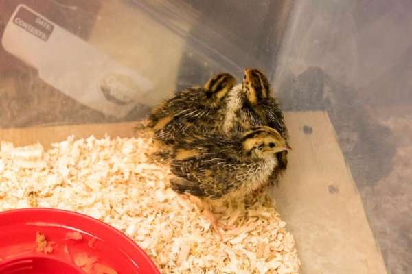 NCMS Students on a “ChickQuest”