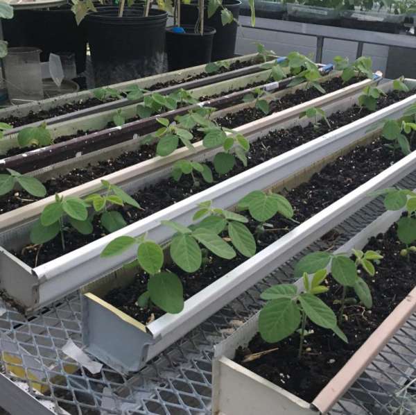 Soybeans and soil compaction win the prize!