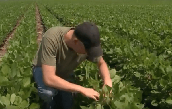 Studying wild soybeans