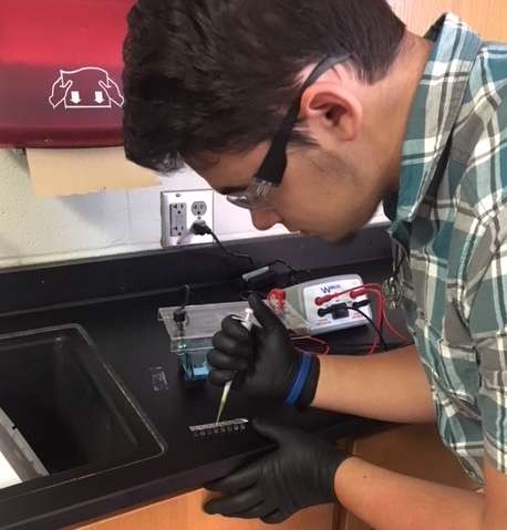 Who’s your daddy? DNA investigations with gel electrophoresis