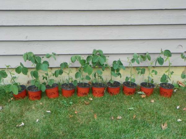 Paper mill sludge: a usable fertilizer?